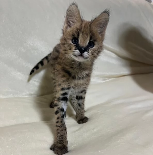 Disponibili cuccioli di serval esotico di alta qualitagrave | Foto 1