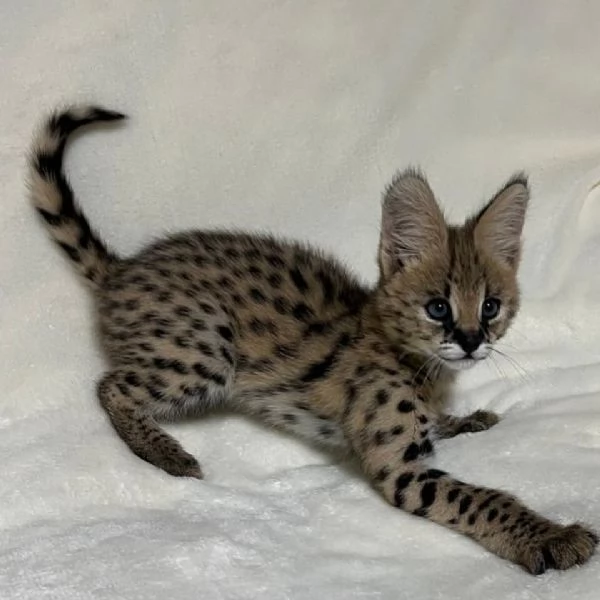 Disponibili cuccioli di serval esotico di alta qualitagrave | Foto 0