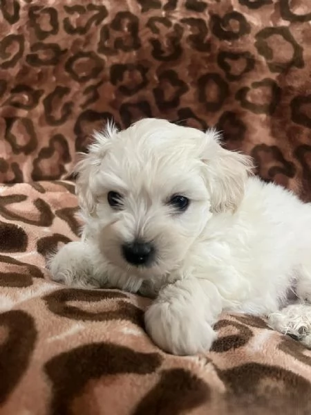Cuccioli di Bichon Maltese disponibili per ladozione | Foto 0