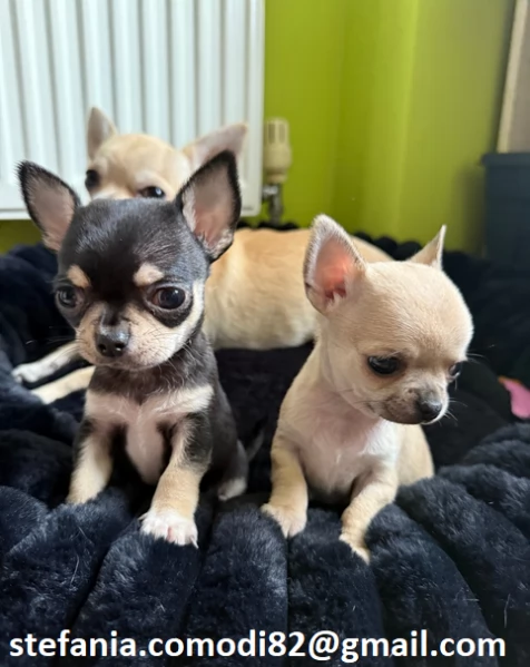 Regalo cuccioli di chihuahua Mini toy cuccioli di chihuahua mini toy   ancora disponibili un maschi