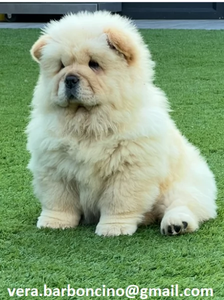  Regalo Bianchi cuccioli di Chow Chow Cuccioli di Chow Chow bianchi  crema  molto belli Maschi e 
