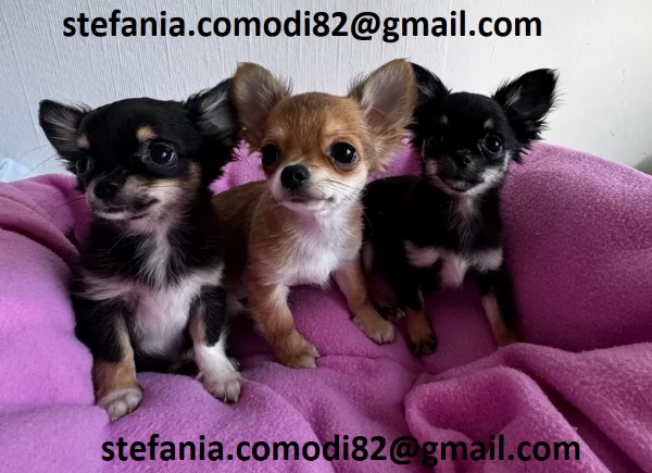 Regalo cuccioli di chihuahua Mini toy cuccioli di chihuahua mini toy   ancora disponibili un maschi