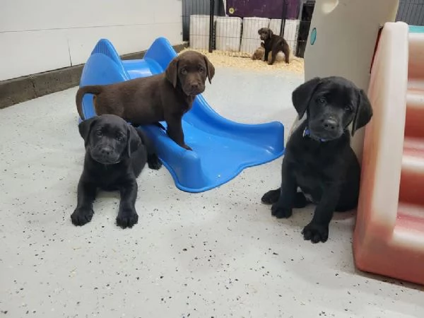 Cuccioli di Labrador in adozione gratuita | Foto 1