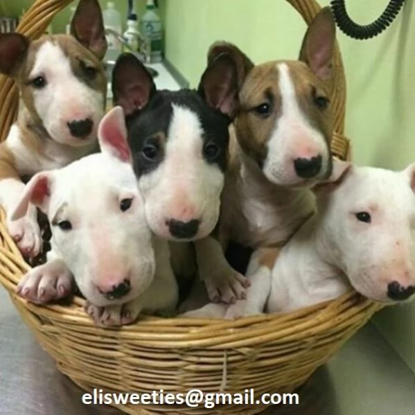 Regalo adorabili cuccioli Bull terrier  femminucce e maschietti disponibili verranno ceduti con ped