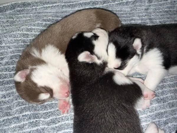 Cuccioli di husky 