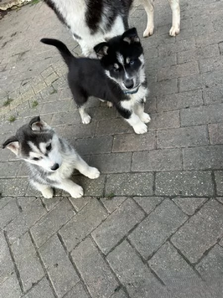 Splendidi cuccioli di Siberian Husky in vendita | Foto 0