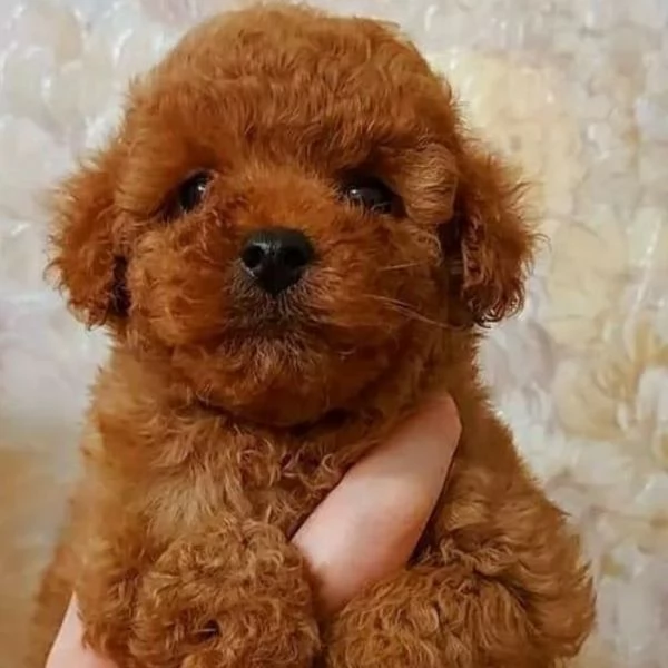 Cuccioli di Barboncino Toy