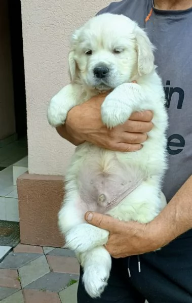 Cuccioli Golden Retriever