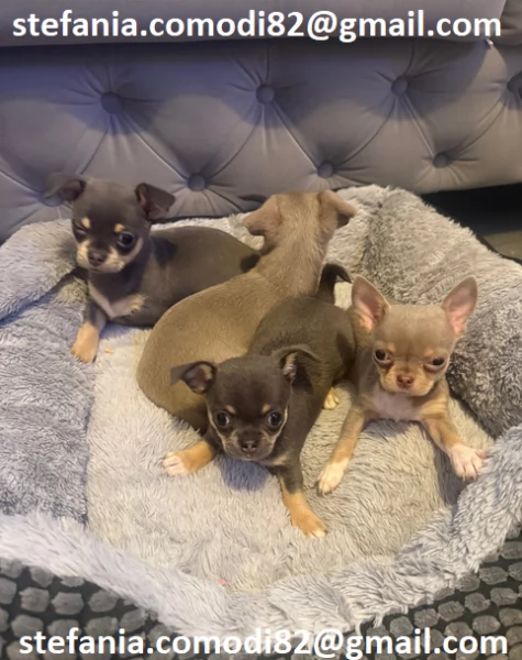 Regalo cuccioli di chihuahua Mini toy cuccioli di chihuahua mini toy   ancora disponibili un maschi