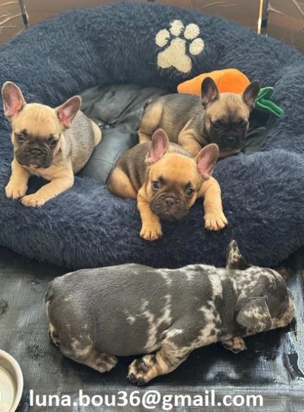 Regalo cuccioli di BULLDOG FRANCES cuccioli di BULLDOG FRANCES  ancora disponibili un maschio e una