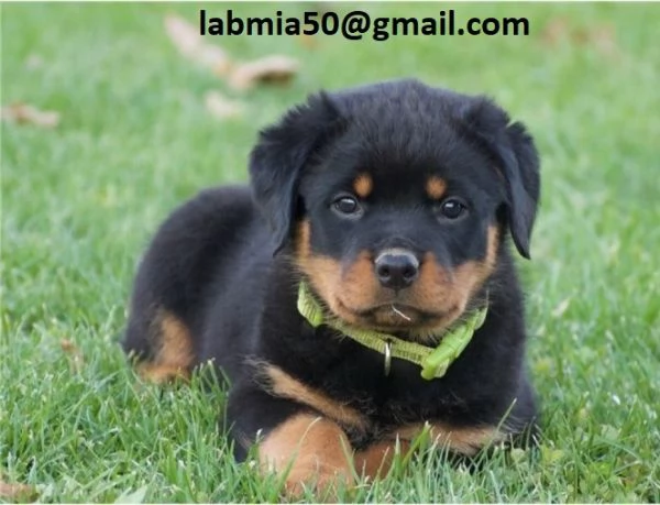 Regalo Cuccioli di Rottweiler Disponibili bellissimi cuccioli di Rottweiler femmina e maschi I cucc