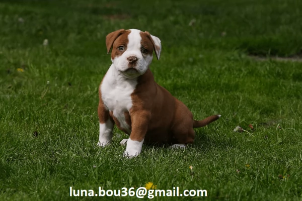 Regalo Cuccioli pitbull Disponibili bellissimi cuccioli di pitbull genitori visibili i cuccioli so