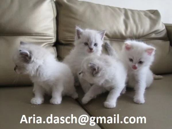 Dolcissimi Gattini Sacri di Birmania in Adozione  Cerchiamo famiglie amorevoli per questi splendidi