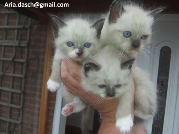 Dolcissimi Gattini Sacri di Birmania in Adozione  Cerchiamo famiglie amorevoli per questi splendidi