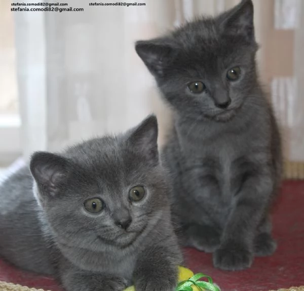 Adorabili gattini British Shorthair pronti Splendidi gattini British Shorthair disponibili Questi g