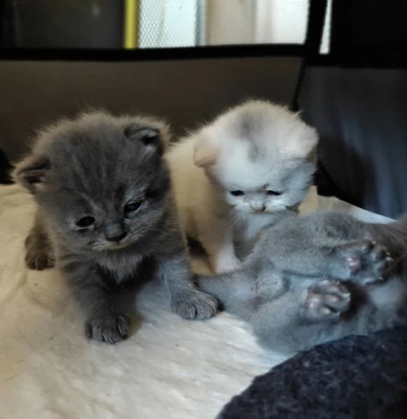 Gattini British | Foto 3