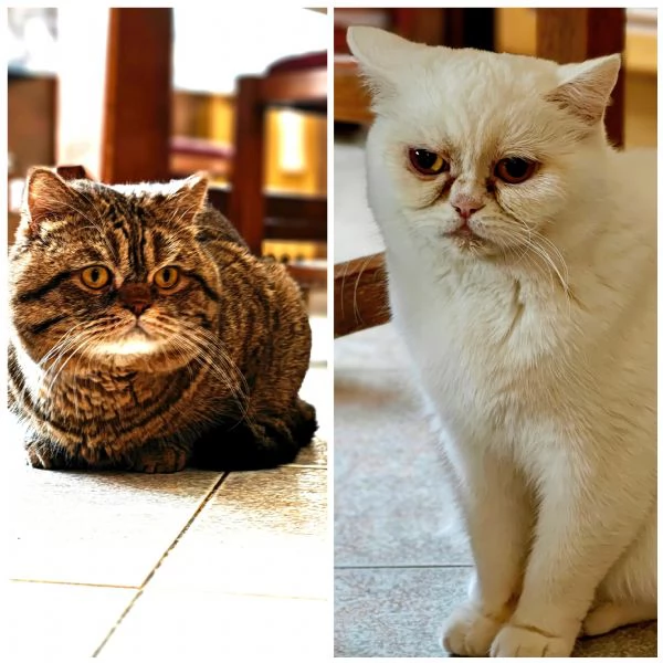 Gattini British | Foto 1