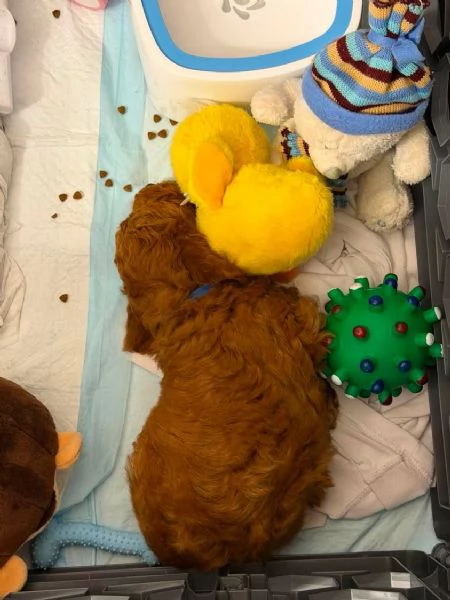 Cuccioli di barboncino  | Foto 0