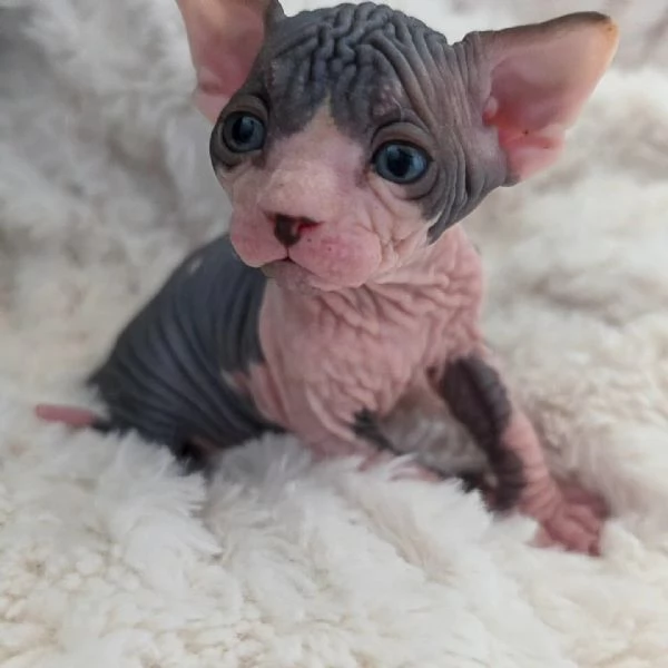 Gattini sphynx 