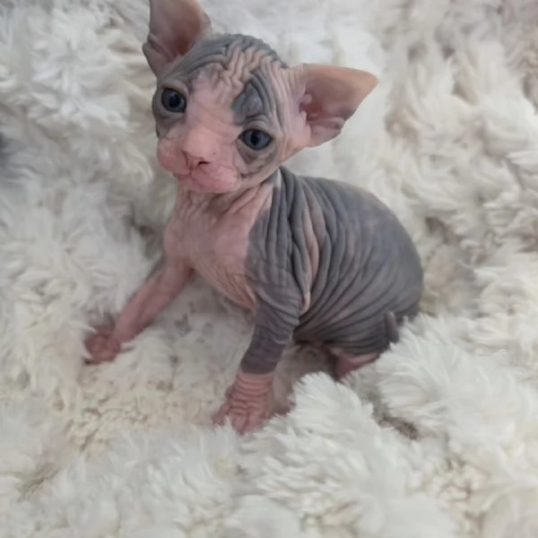 Gattini sphynx  | Foto 3