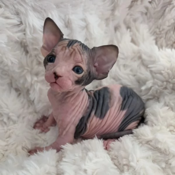 Gattini sphynx  | Foto 2