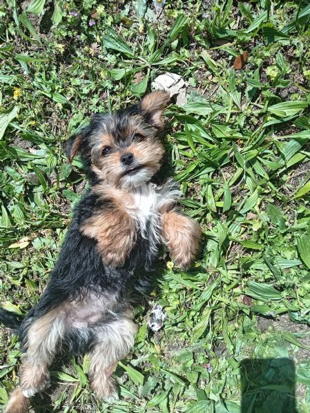 Cuccioli di yorkshire terrier 