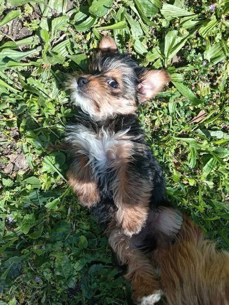 Cuccioli di yorkshire terrier  | Foto 1
