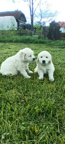 Cucciole golden retriever | Foto 0