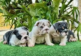 Cucciolo di Bulldog Inglese coraggioso in vendita | Foto 0