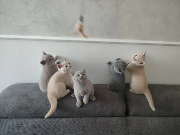 Splendidi Cuccioli British Shorthair