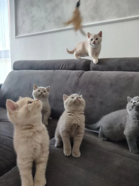 Splendidi Cuccioli British Shorthair | Foto 3