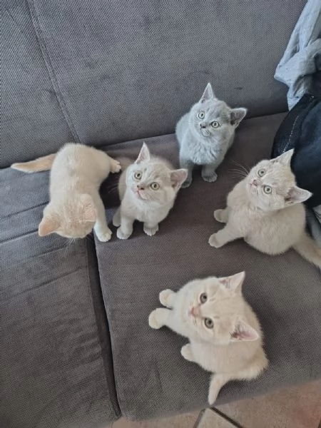 Splendidi Cuccioli British Shorthair | Foto 2