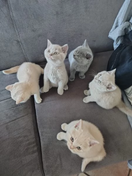 Splendidi Cuccioli British Shorthair | Foto 1