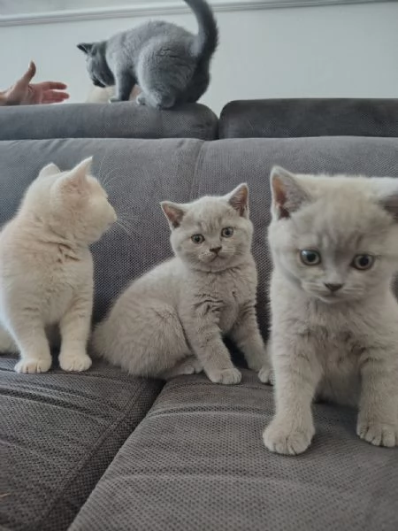 Splendidi Cuccioli British Shorthair | Foto 0
