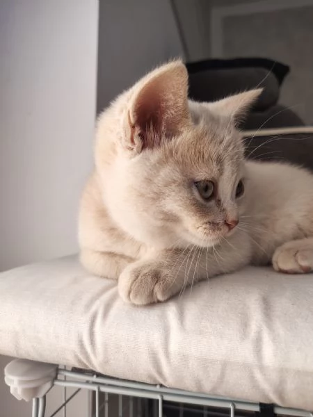 Dolcissimo cucciolo di British Shorthair color Champagne  | Foto 4