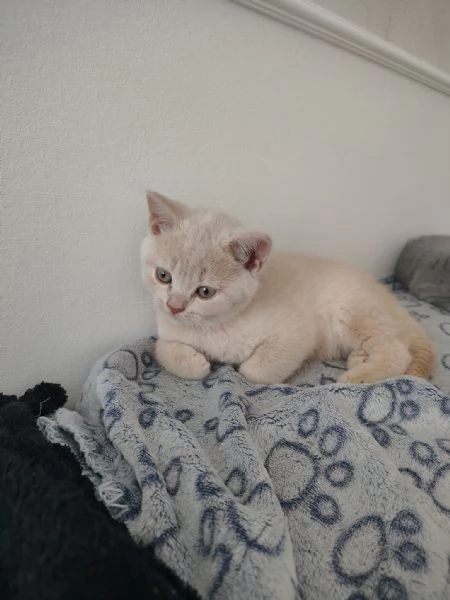 Dolcissimo cucciolo di British Shorthair color Champagne  | Foto 3