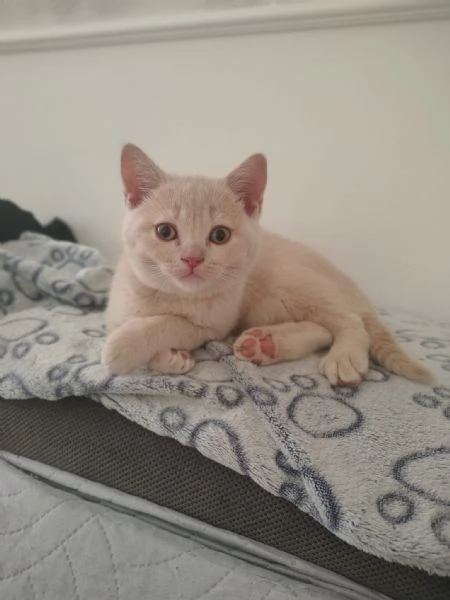 Dolcissimo cucciolo di British Shorthair color Champagne 