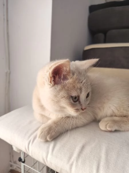 Dolcissimo cucciolo di British Shorthair color Champagne  | Foto 2