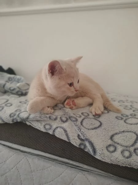 Dolcissimo cucciolo di British Shorthair color Champagne  | Foto 1