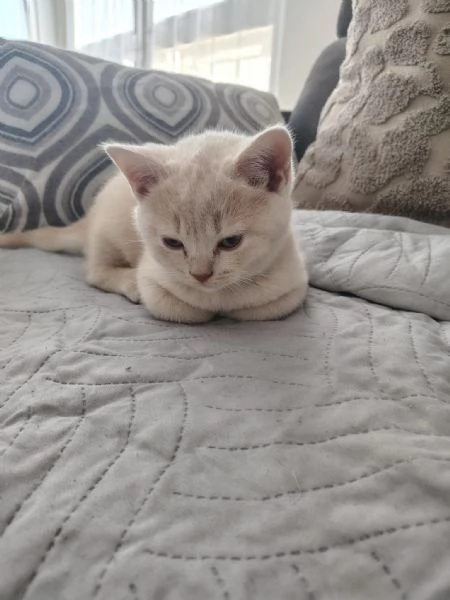 Dolcissimo cucciolo di British Shorthair color Champagne  | Foto 0