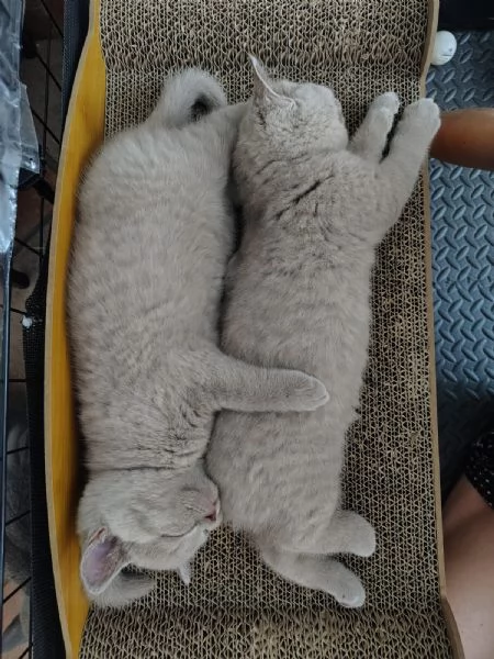cuccioli di British Shorthair color Lilac maschio e femmina  | Foto 5