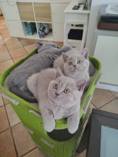 cuccioli di British Shorthair color Lilac maschio e femmina  | Foto 4