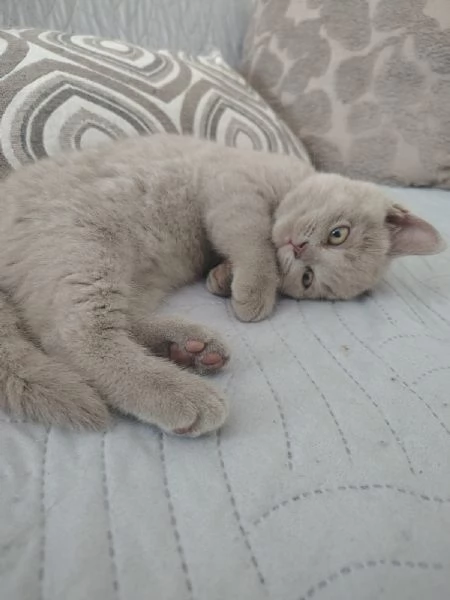 cuccioli di British Shorthair color Lilac maschio e femmina  | Foto 3
