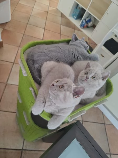 cuccioli di British Shorthair color Lilac maschio e femmina  | Foto 2