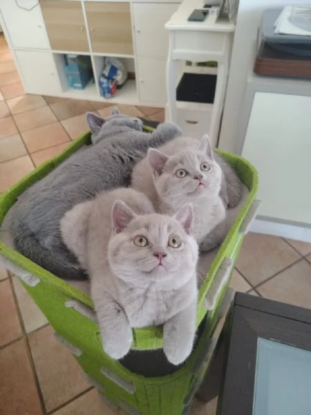 cuccioli di British Shorthair color Lilac maschio e femmina  | Foto 1