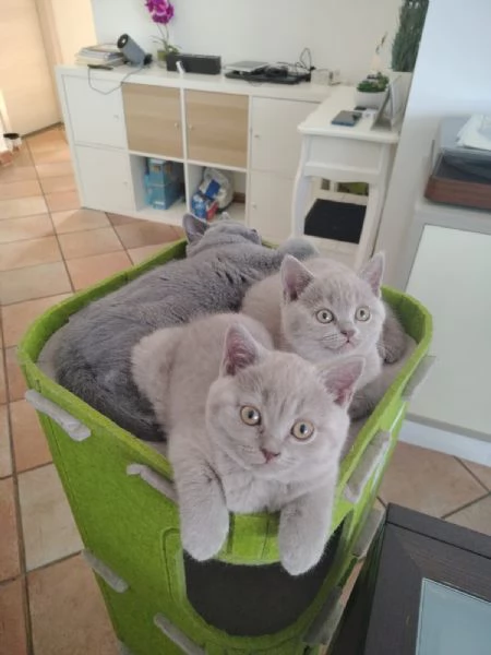 cuccioli di British Shorthair color Lilac maschio e femmina 