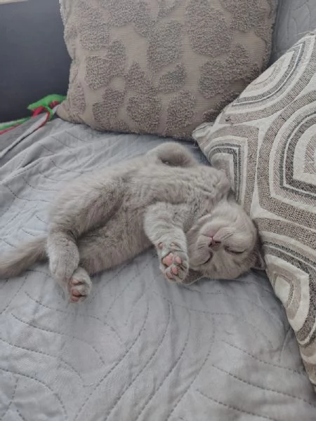 cuccioli di British Shorthair color Lilac maschio e femmina  | Foto 0