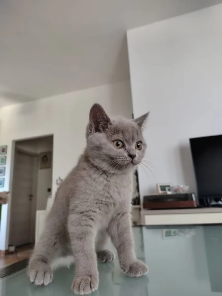Splendida gattina di British Shorthair  | Foto 6