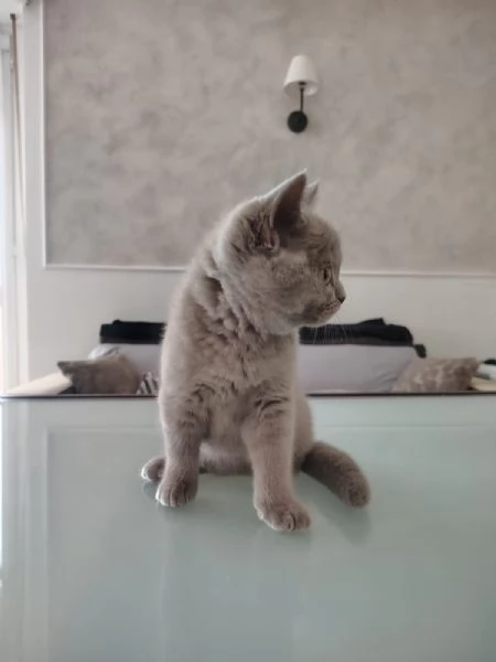 Splendida gattina di British Shorthair  | Foto 4
