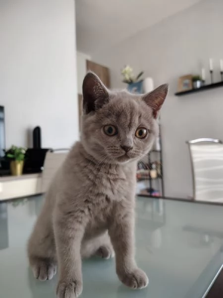 Splendida gattina di British Shorthair  | Foto 2